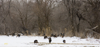 Turkeys